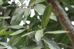 Alangium salviifolium